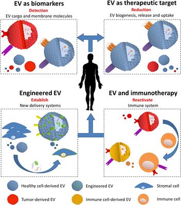 Diagnostic and Therapeutic Potential of Extracellular Vesicles in B-Cell Malignancies